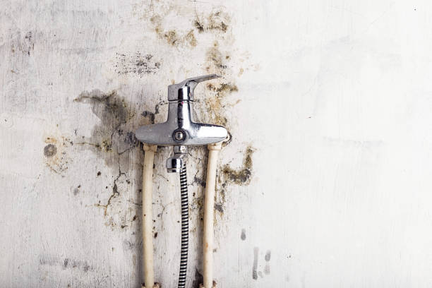 Best Fast Mold Removal  in Chevy Chase Heights, PA