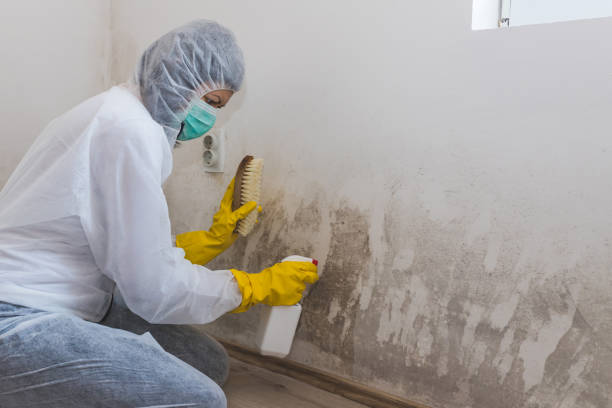 Best Attic Mold Removal  in Chevy Chase Heights, PA