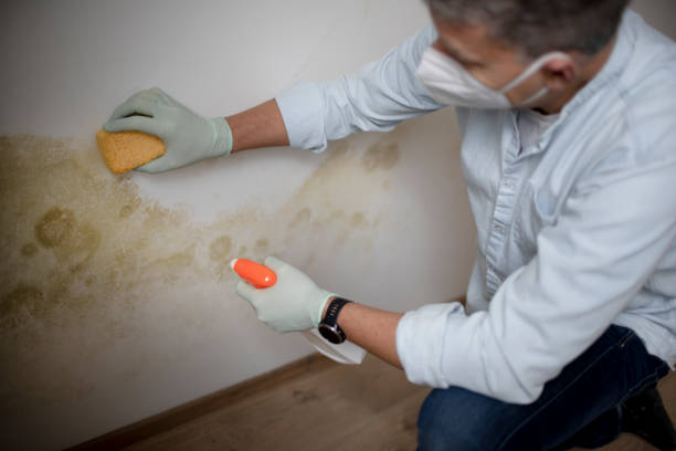 Best Office Mold Removal Services  in Chevy Chase Heights, PA