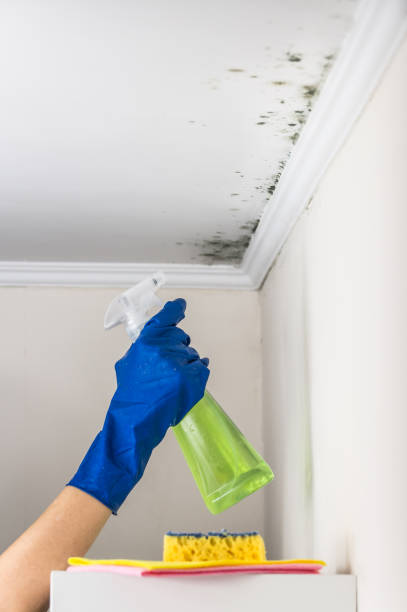 Best Black Mold Removal  in Chevy Chase Heights, PA
